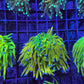 WYSIWYG banana Torch coral