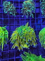 WYSIWYG banana Torch coral