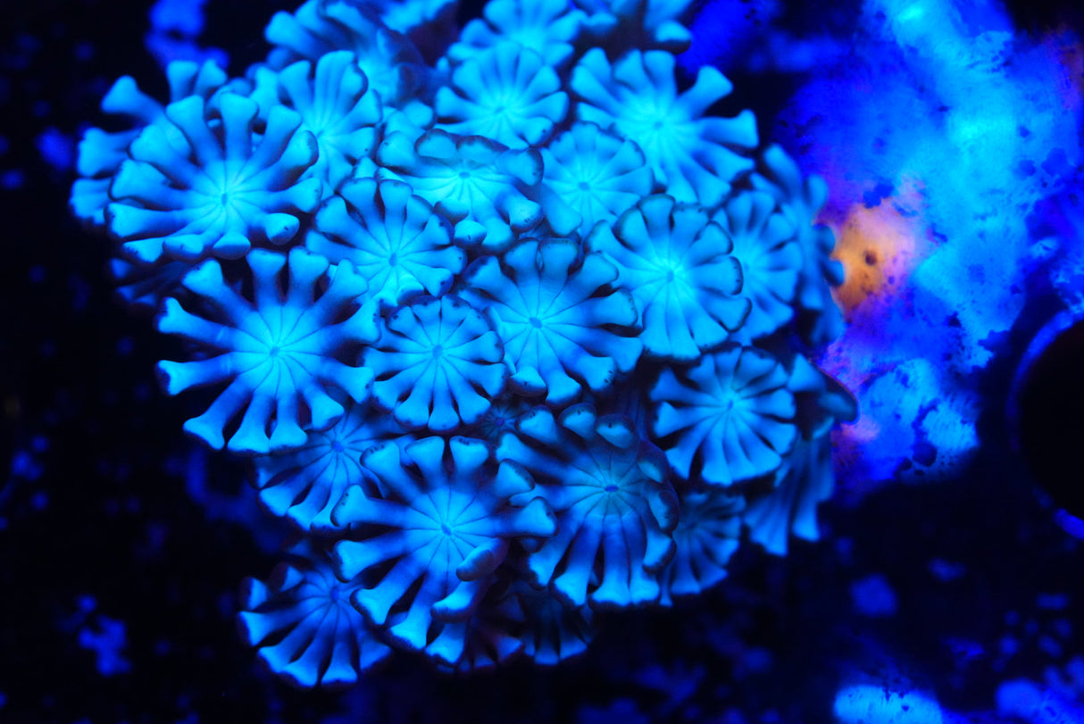 alveopora