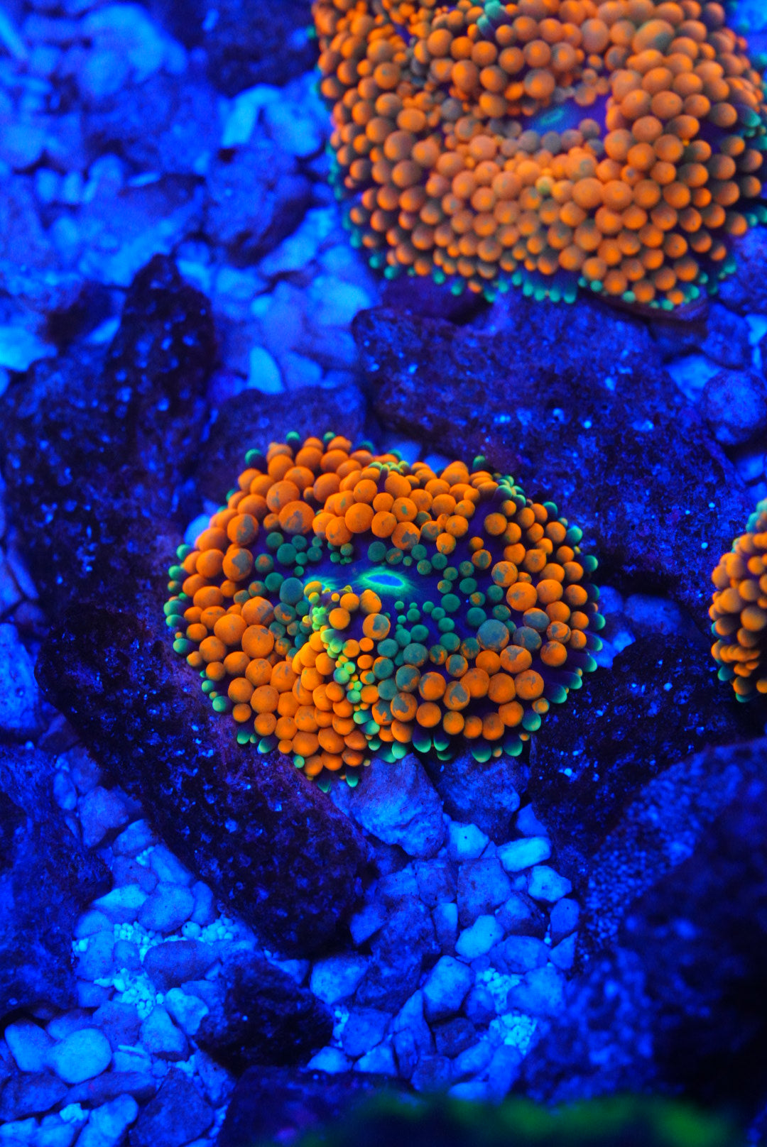 Orange Florida ricordia