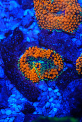 Orange Florida ricordia