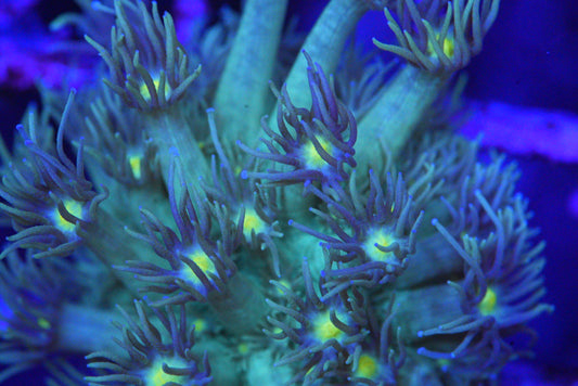 Goniopora