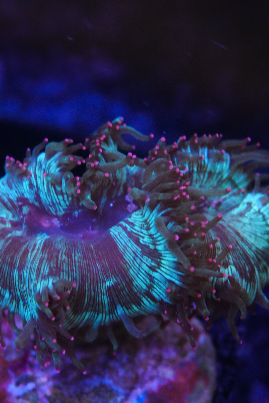 catalaphyllia pink tip