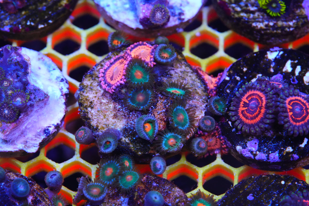 Zoa mix deal!