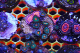 Zoa mix deal!