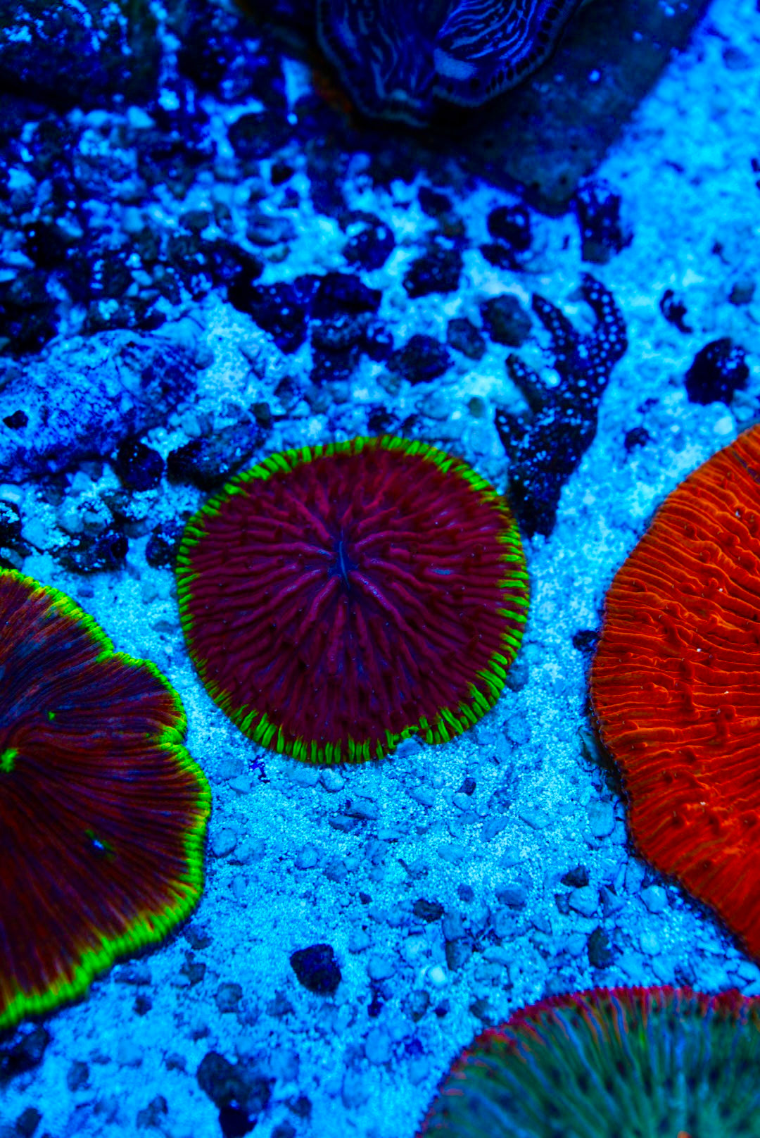 Jelly bean Fungia plate coral