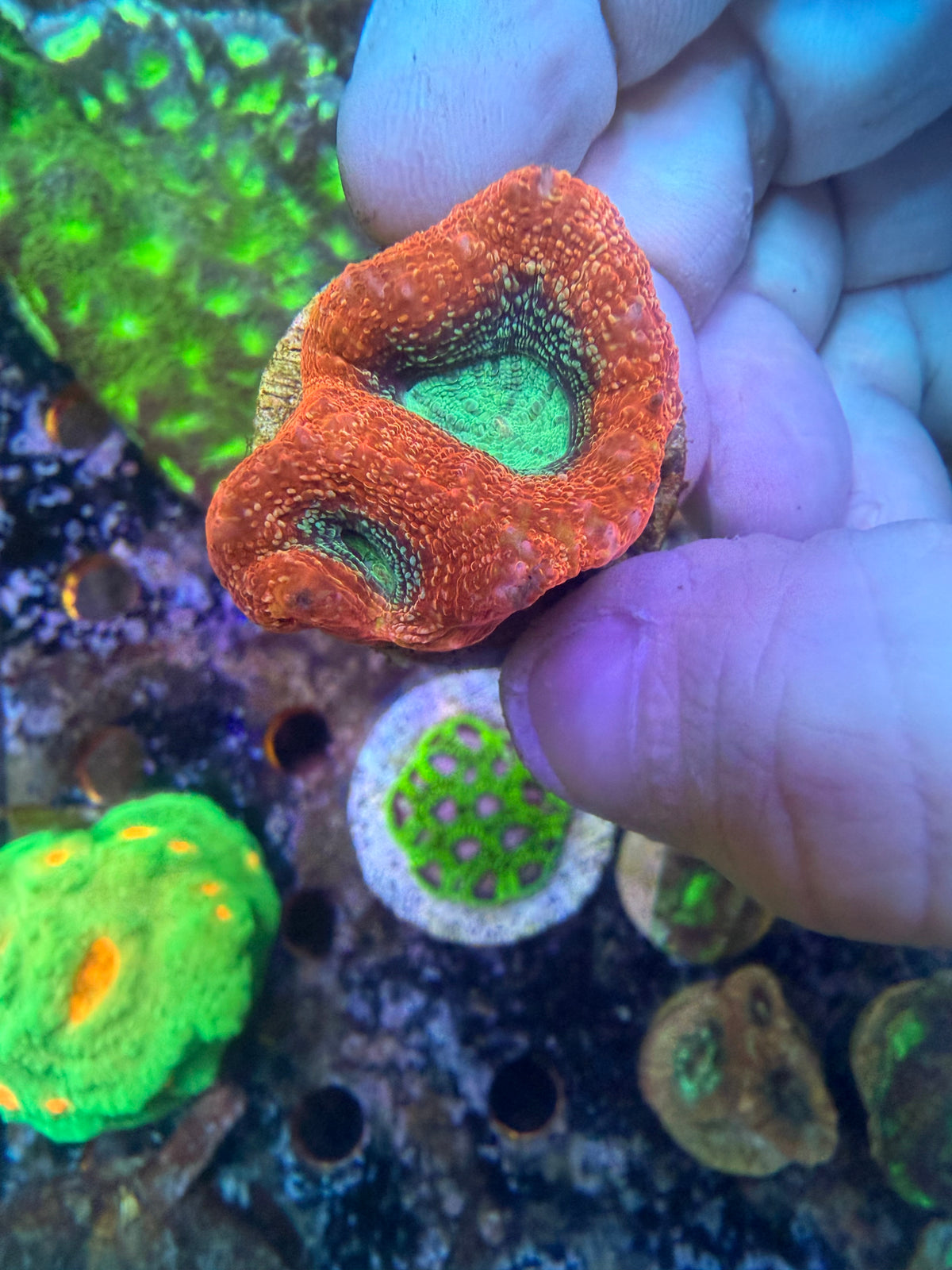 acan bowerbanki