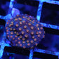 Meteor Shower Cyphastrea