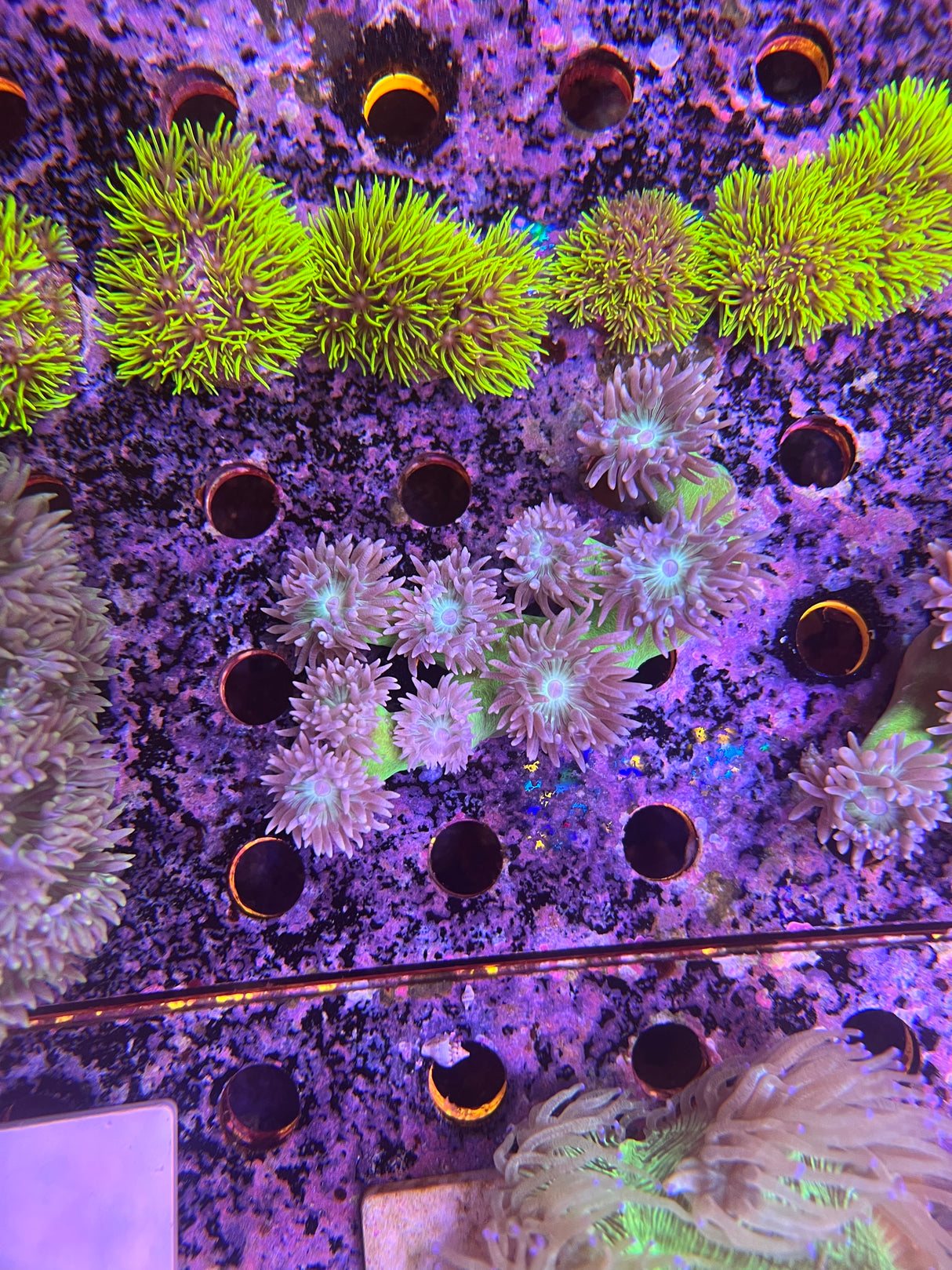 Duncan coral Colonie