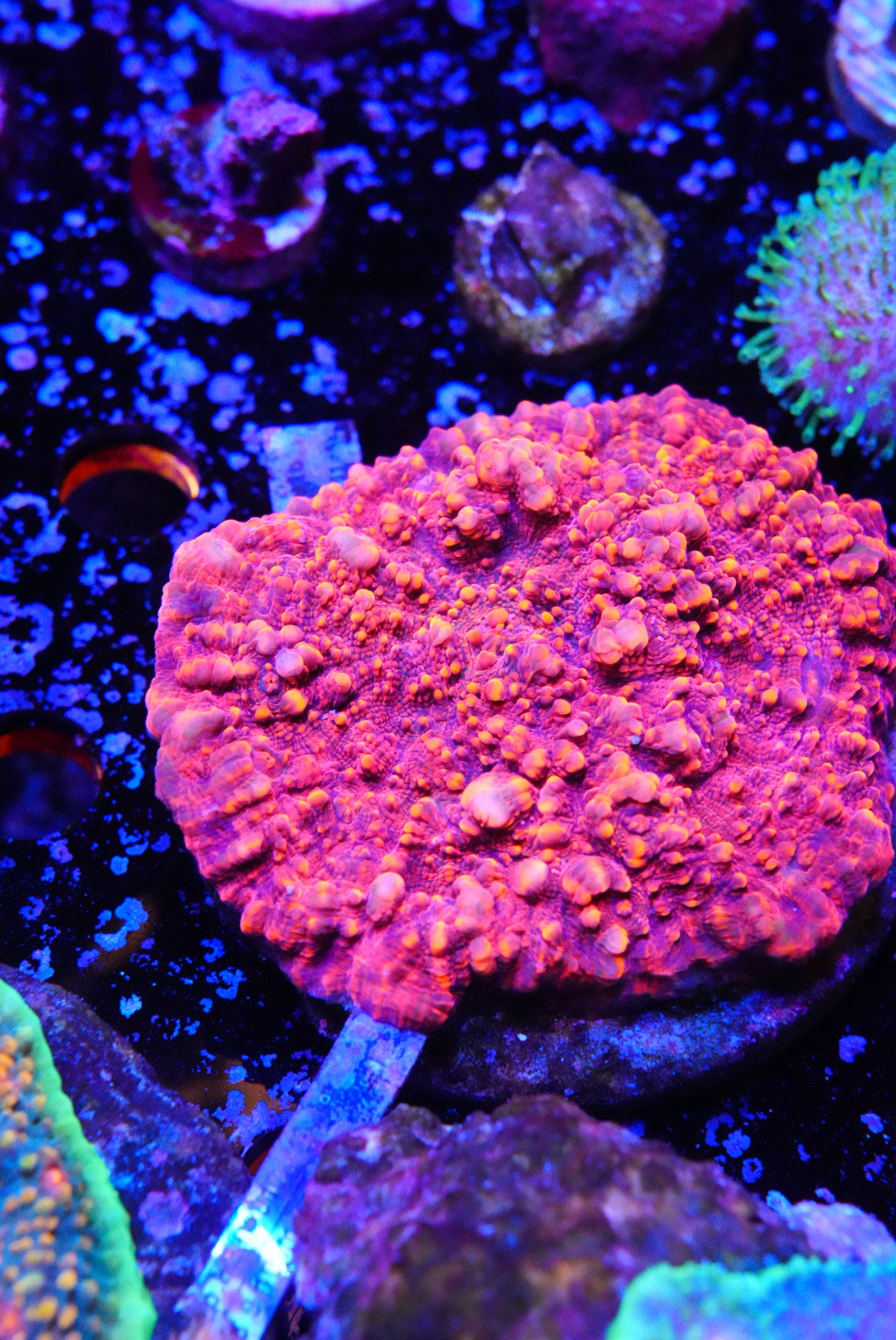 chalice colony