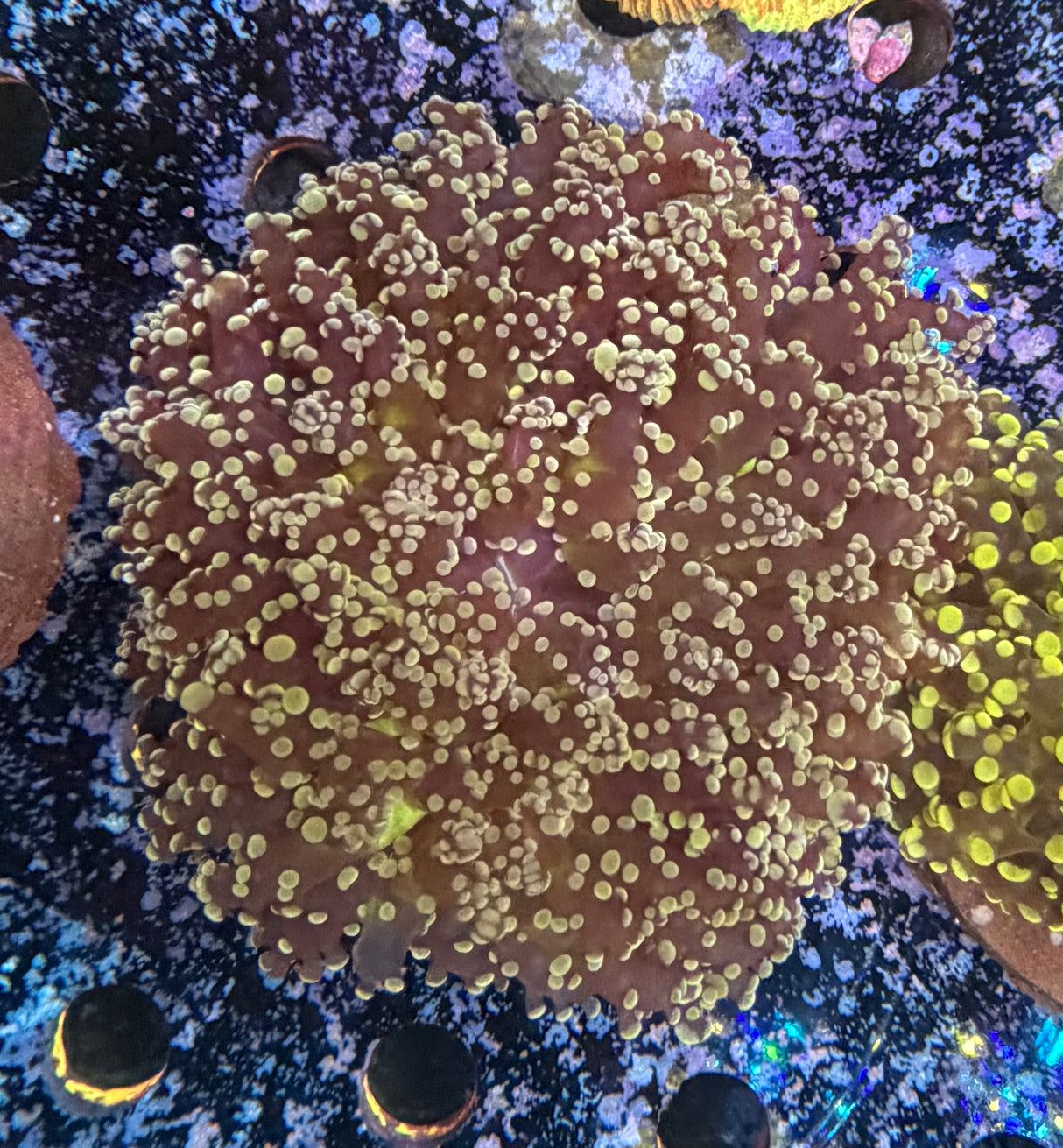 Kingspawn / Frogspawn XL