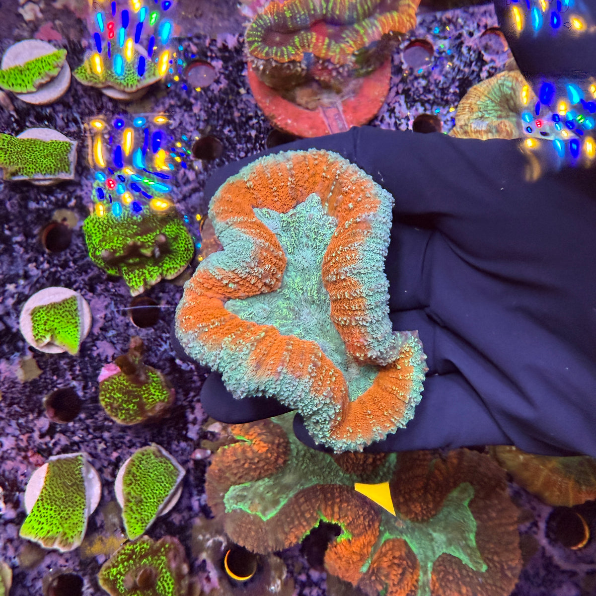 symphyllia coral – Reef-freaks