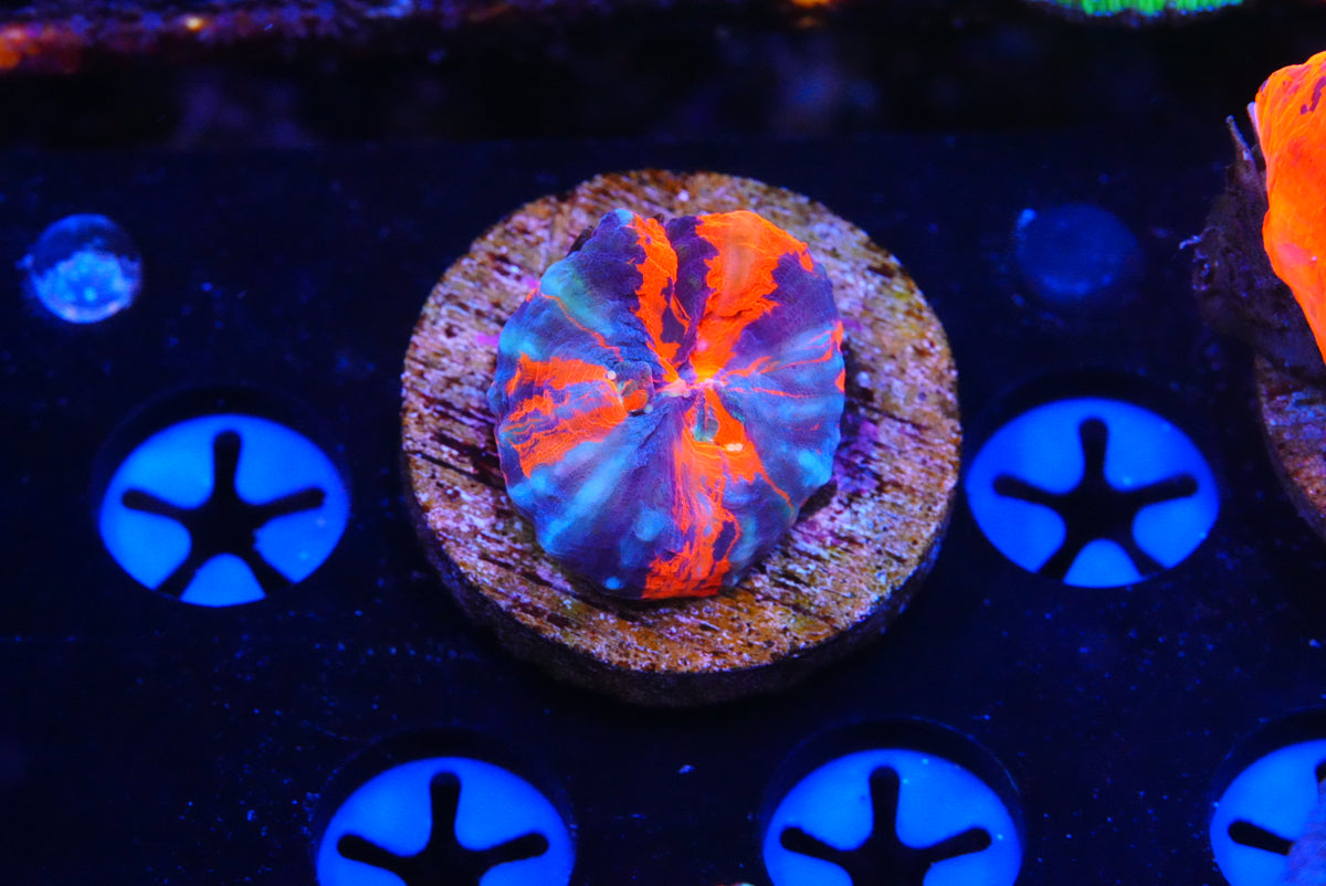 TMC cultured scolymia warpaint