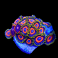 Juicy fruity zoa