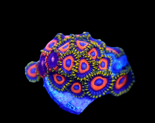 Juicy fruity zoa