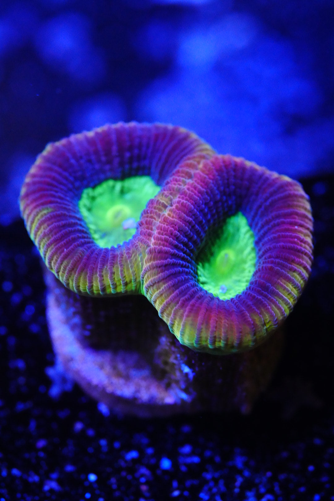 Dragon soul Favia frag