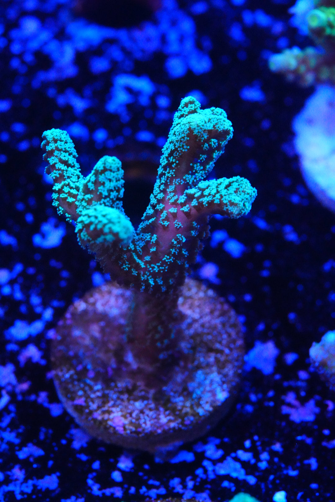 Hystrix birds nest