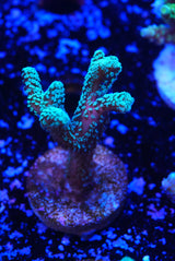 Hystrix birds nest