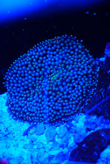 Blue Florida ricordia