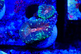 lobophyllia frags