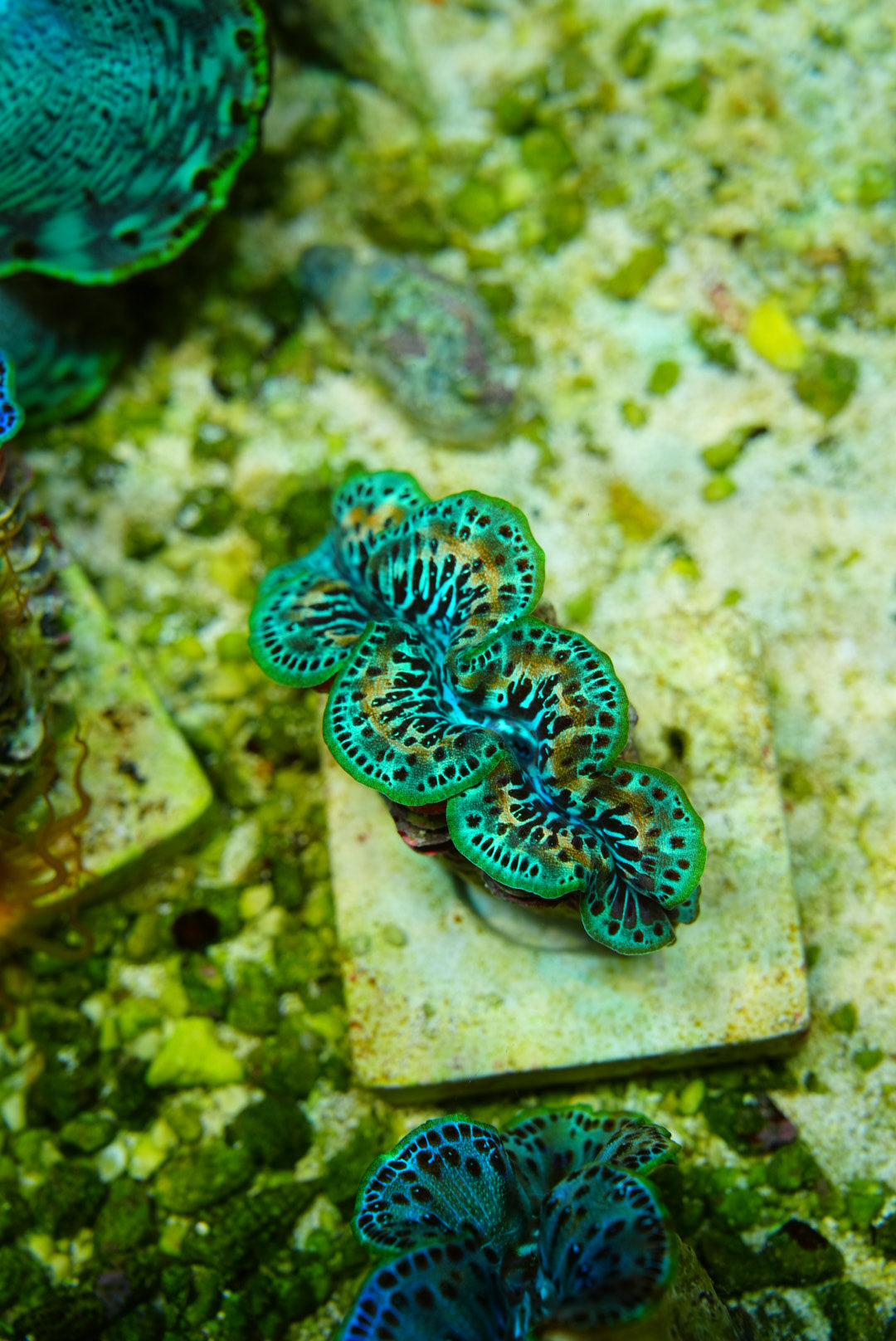 Maxima clam 3 inch
