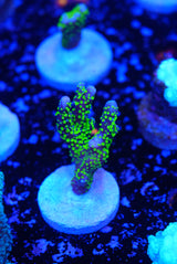 Tubbs Stellata Monti