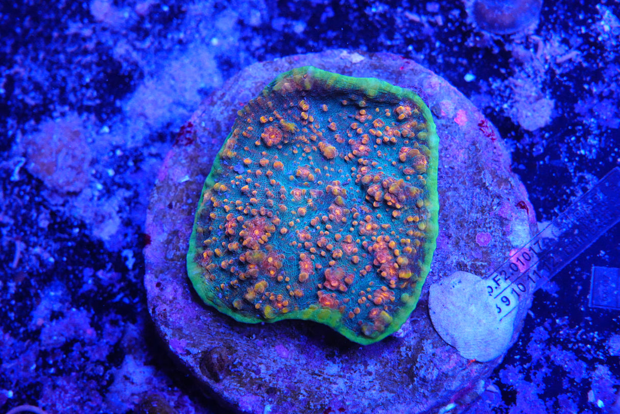 chalice colony Area 51