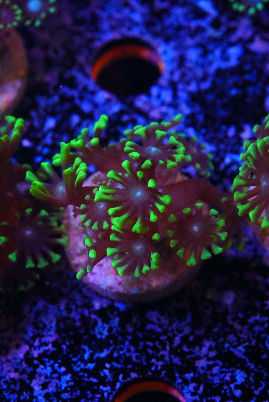 ultra green Alveopora