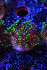 ultra green Alveopora