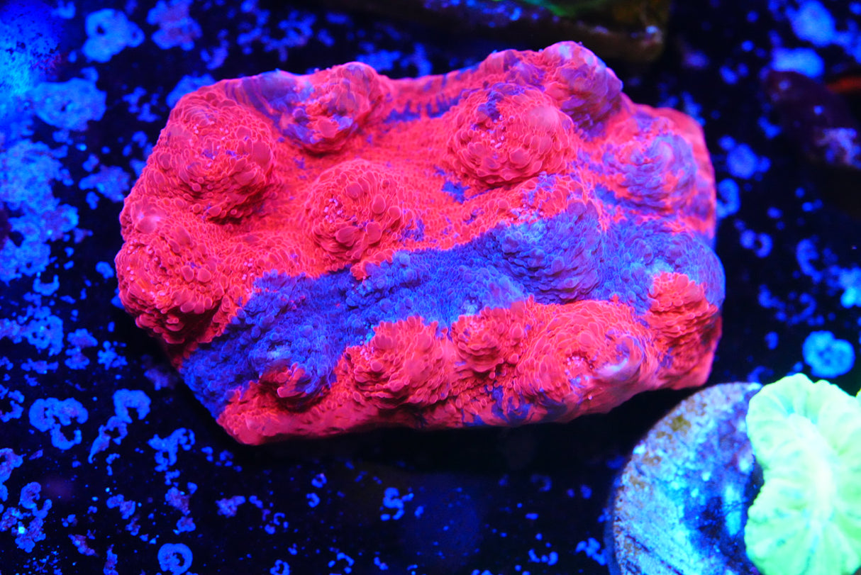 Large red Jelly bean Chalice