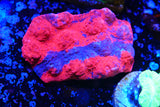 Large red Jelly bean Chalice
