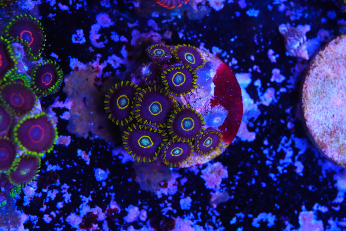 Blue hornet Zoa