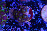 Blue hornet Zoa