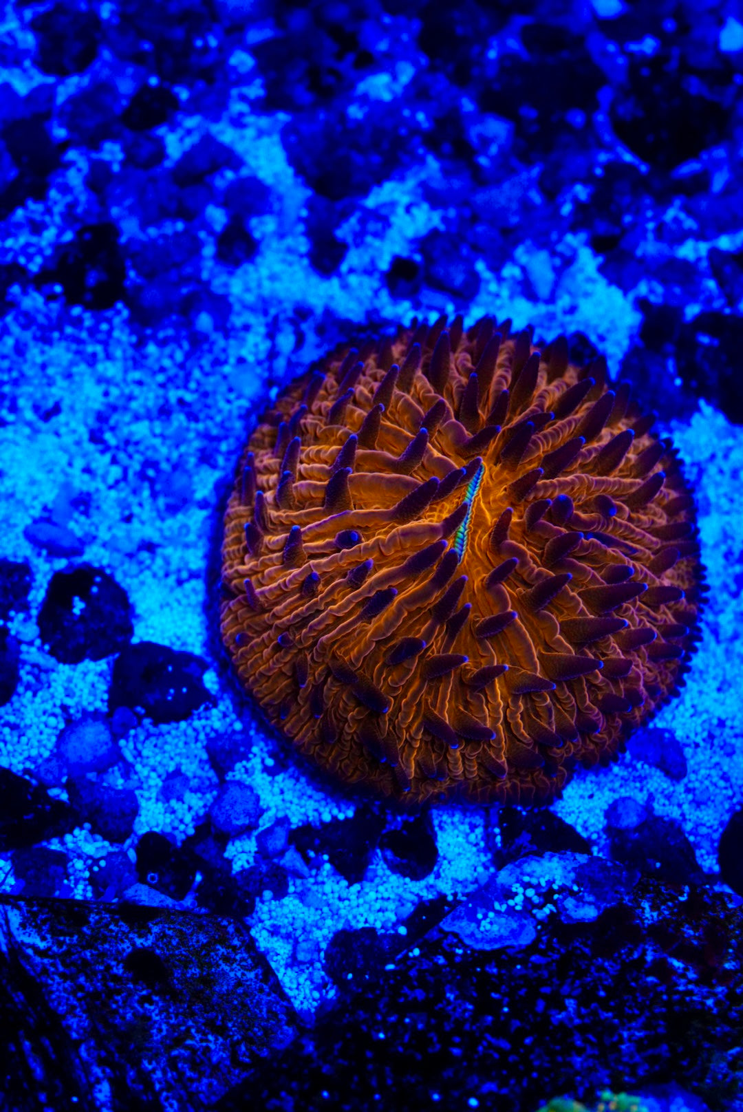 Fungia plate coral