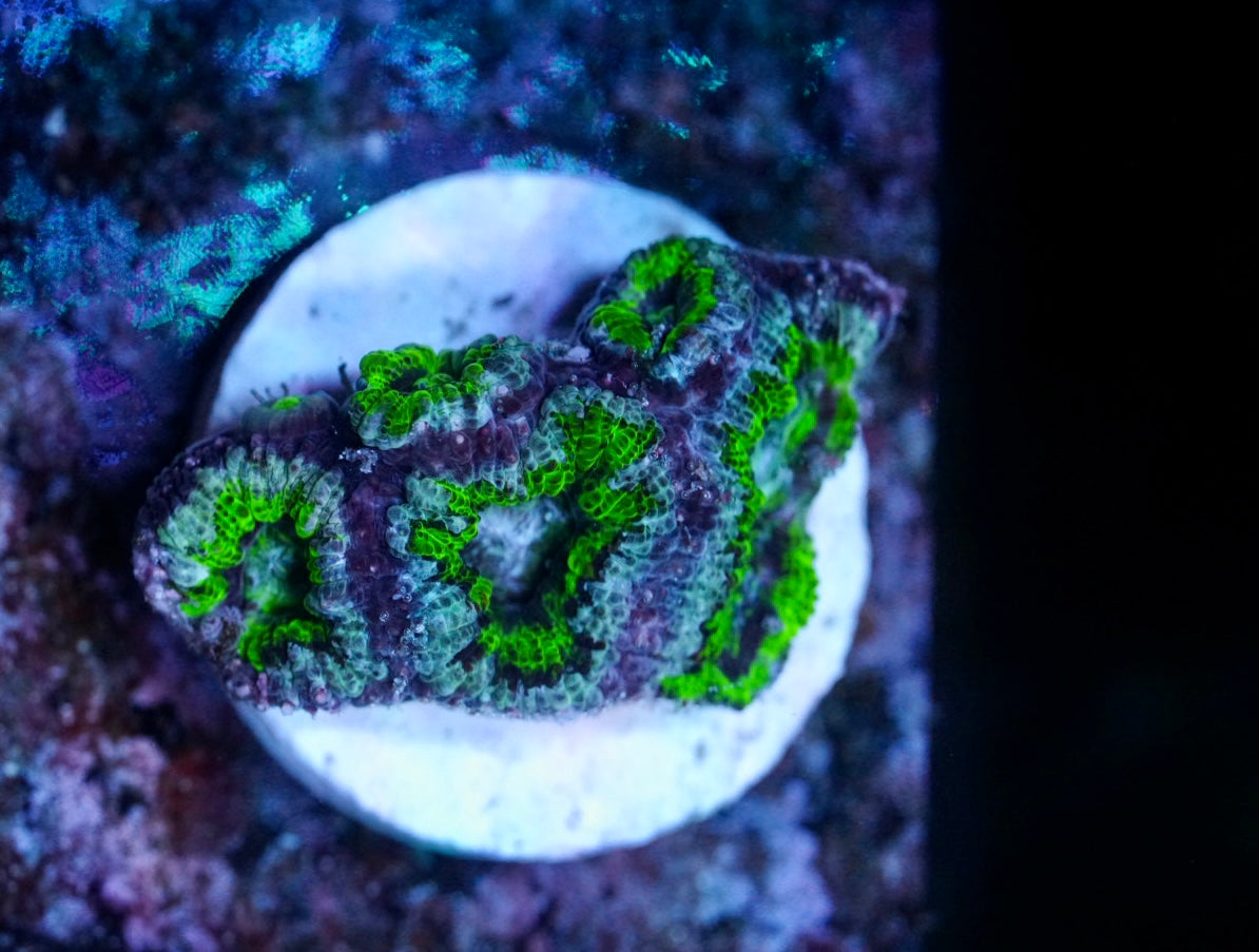 Cultured aussie acan