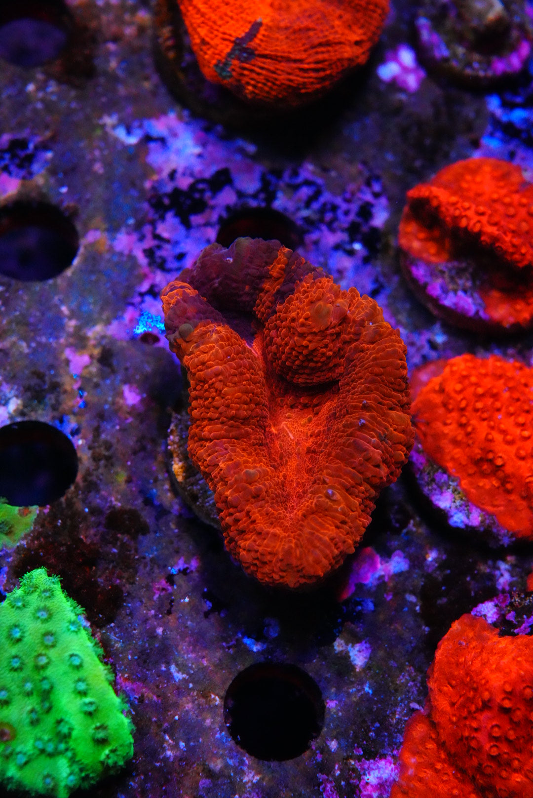 acan bowerbanki