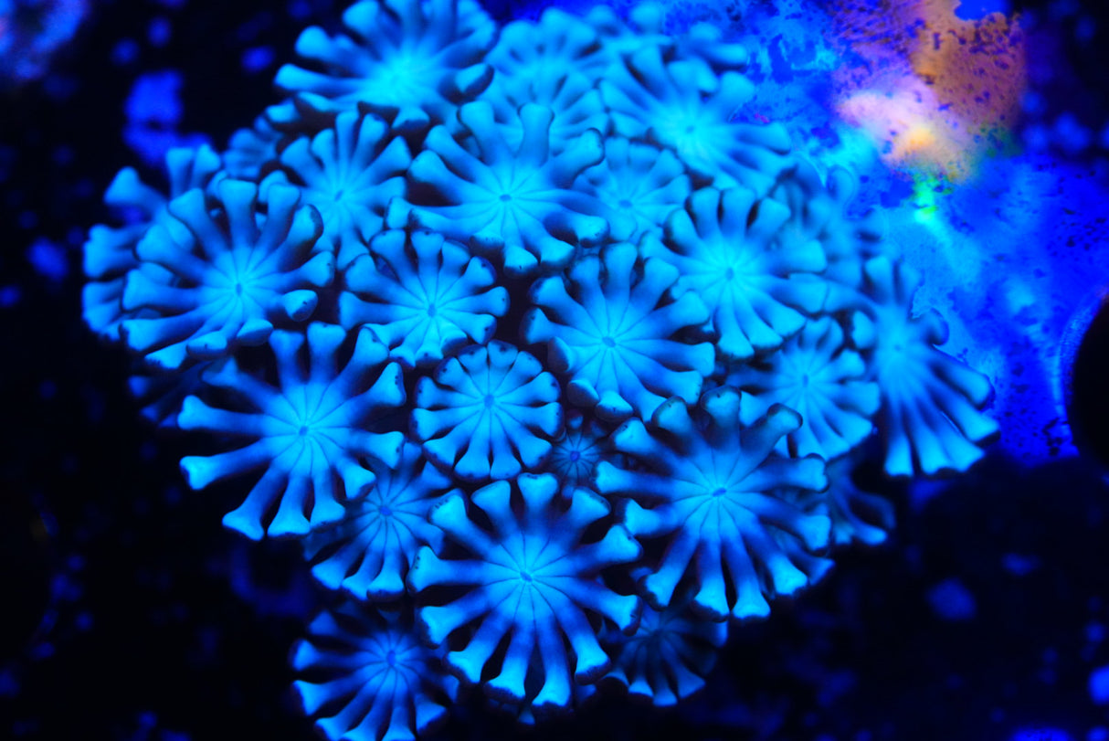 alveopora