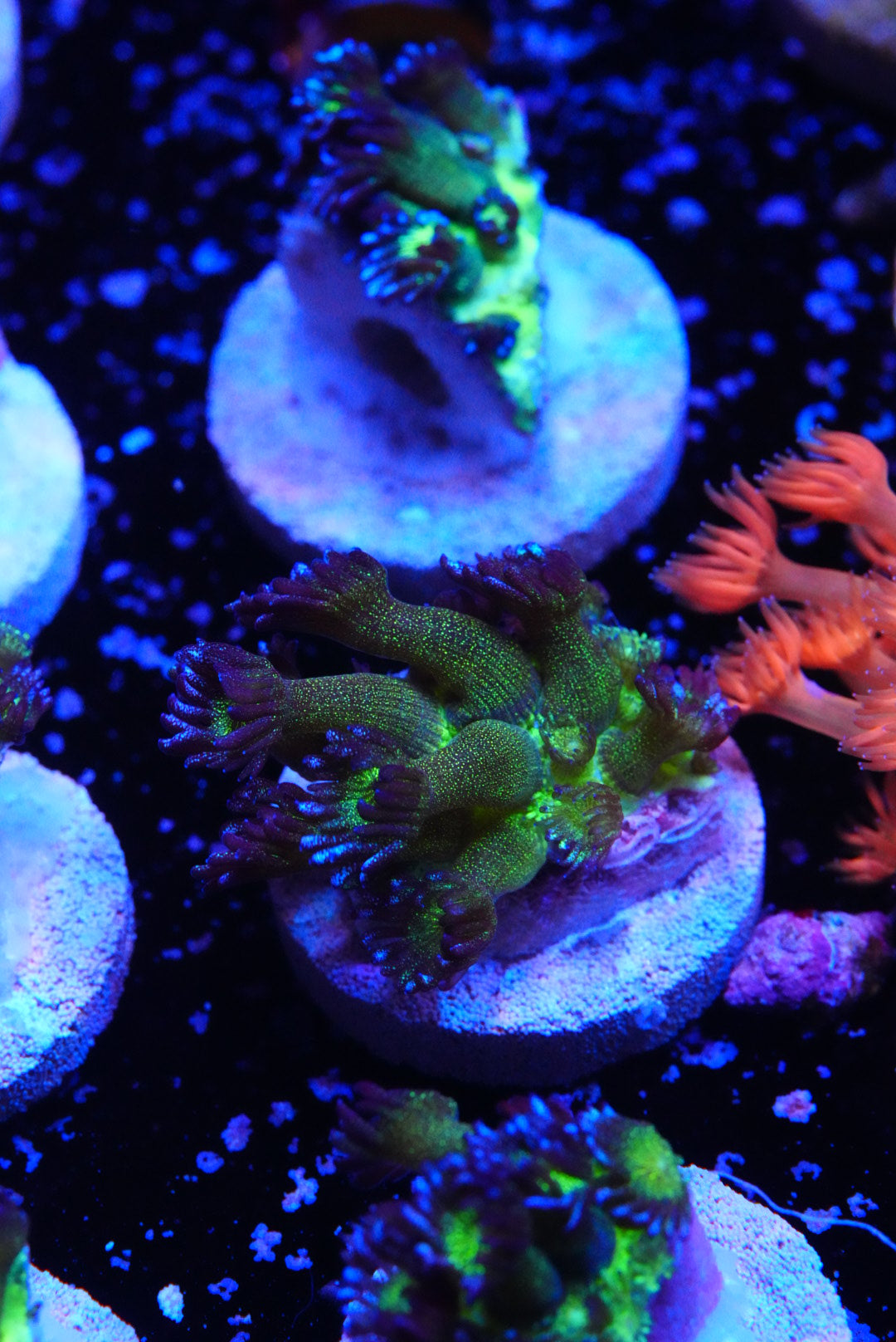Blueberry glitter goniopora