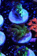 Blueberry glitter goniopora