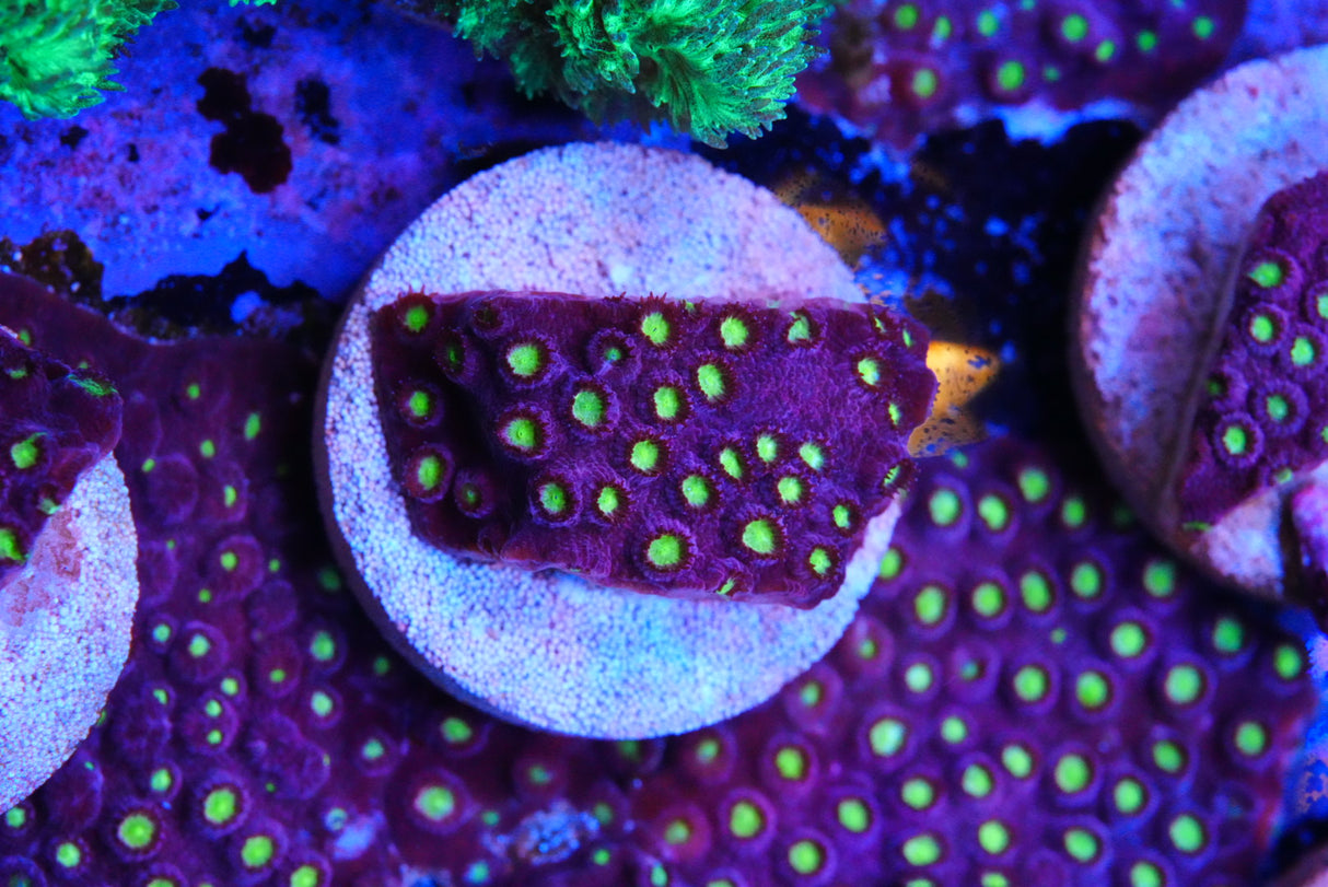 Bling bling Cyphastrea