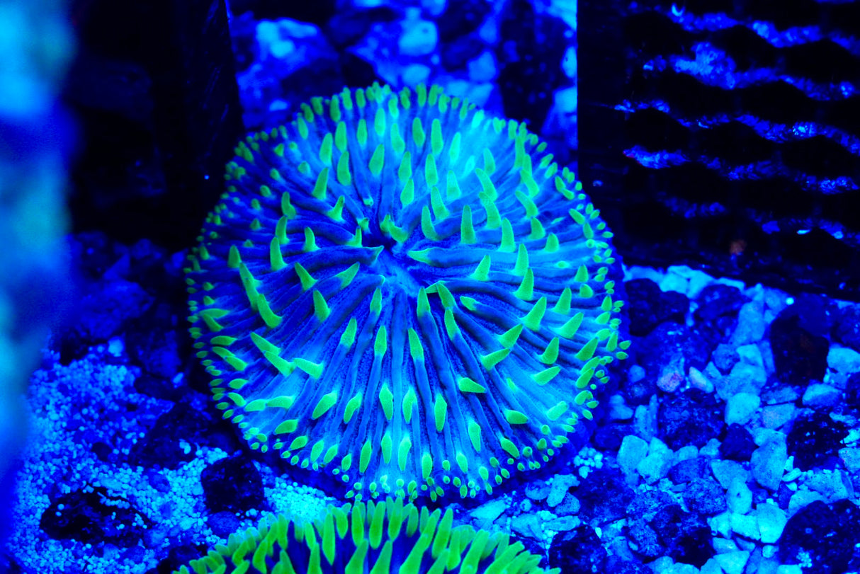 Fungia plate coral