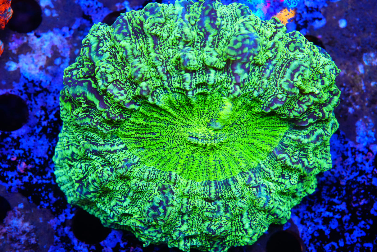 Acanthos