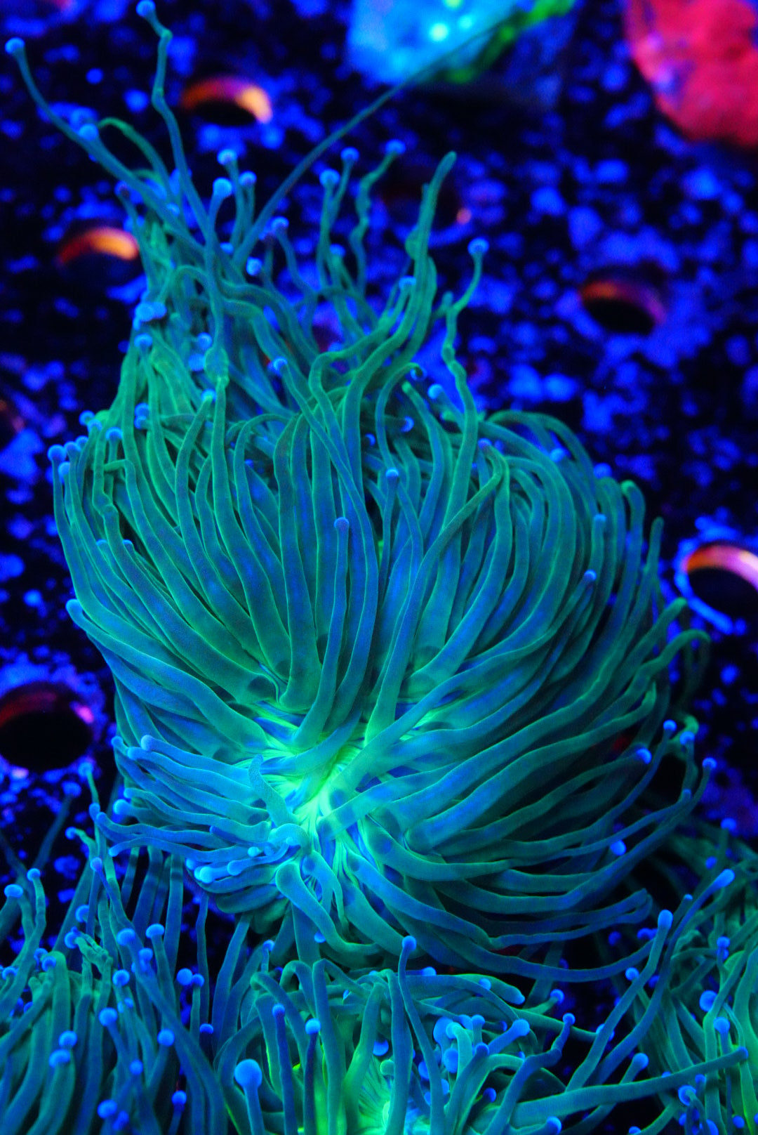 Blue tip torch