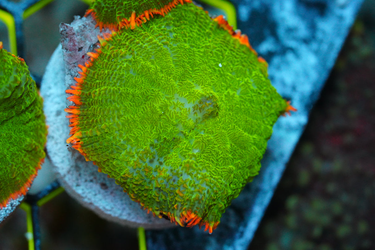 Single tequila sunrise mushroom coral