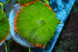 Single tequila sunrise mushroom coral