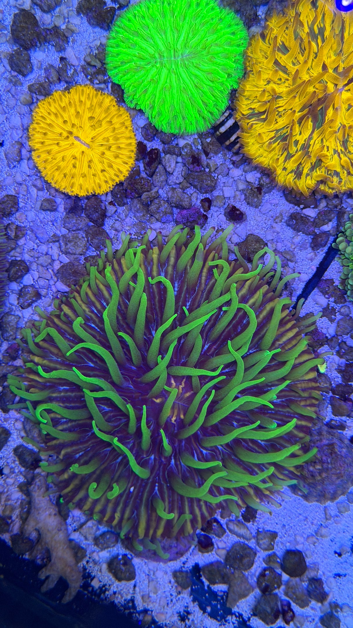 long Fungia plate coral