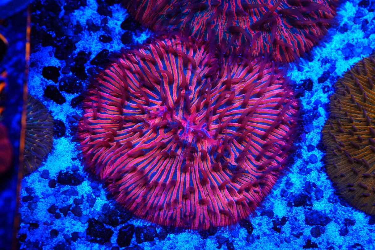 Ultra Fungia plate coral