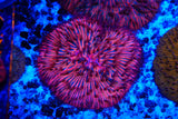 Ultra Fungia plate coral
