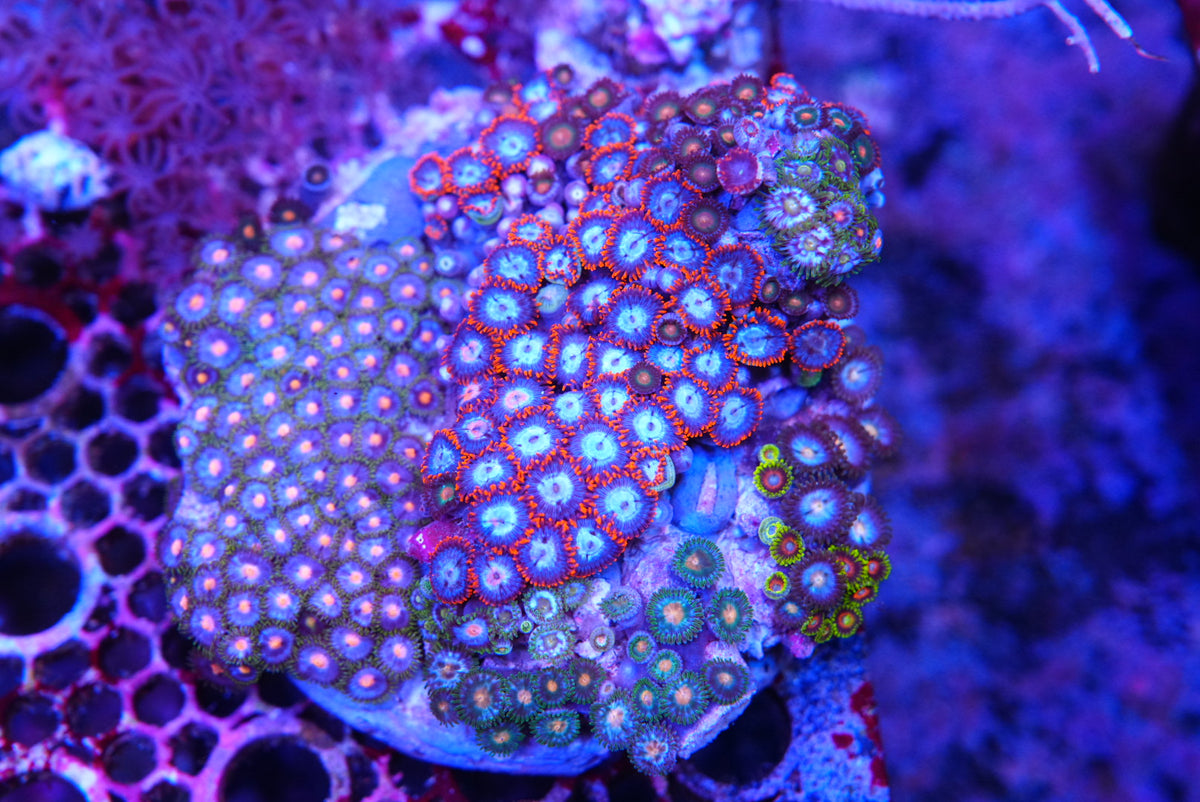 ZOA colony