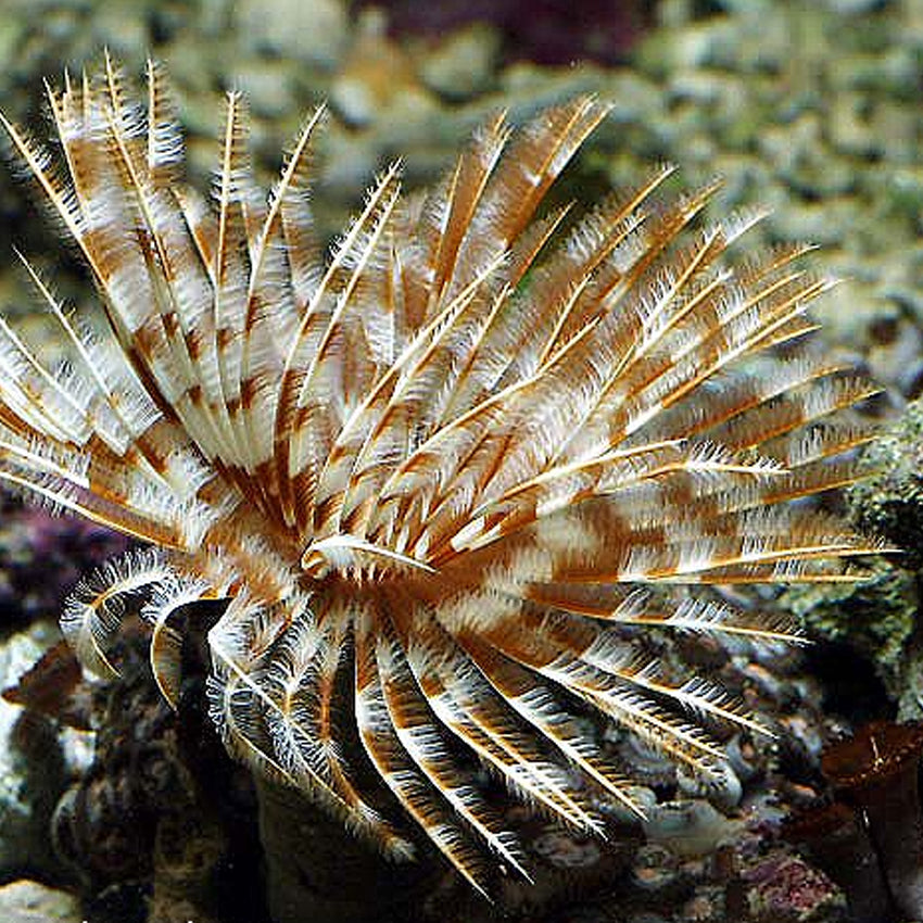 Feather worm duster